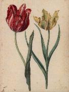 Georg Flegel Two Tulips painting